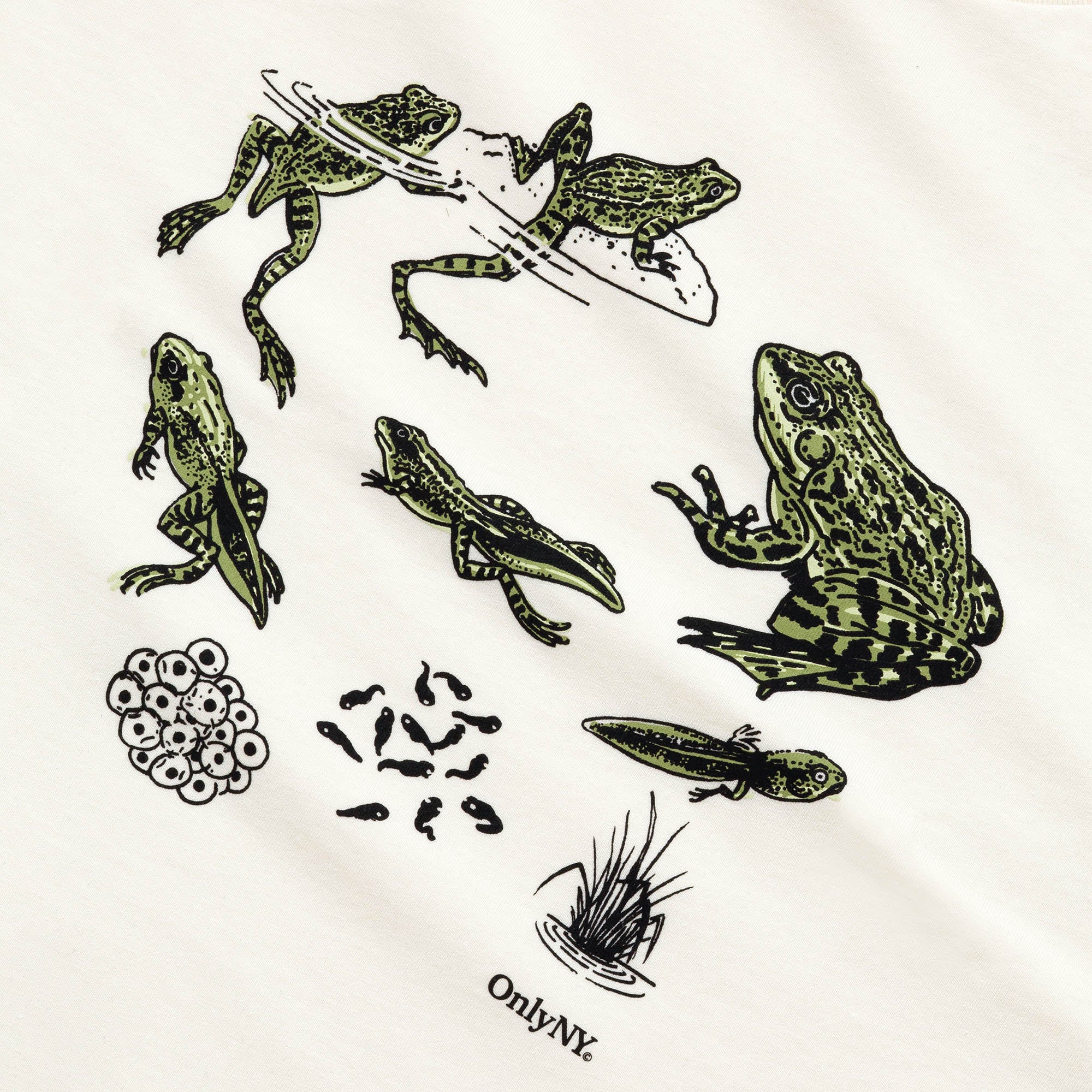 Frog Life Cycle T-Shirt - Image 3
