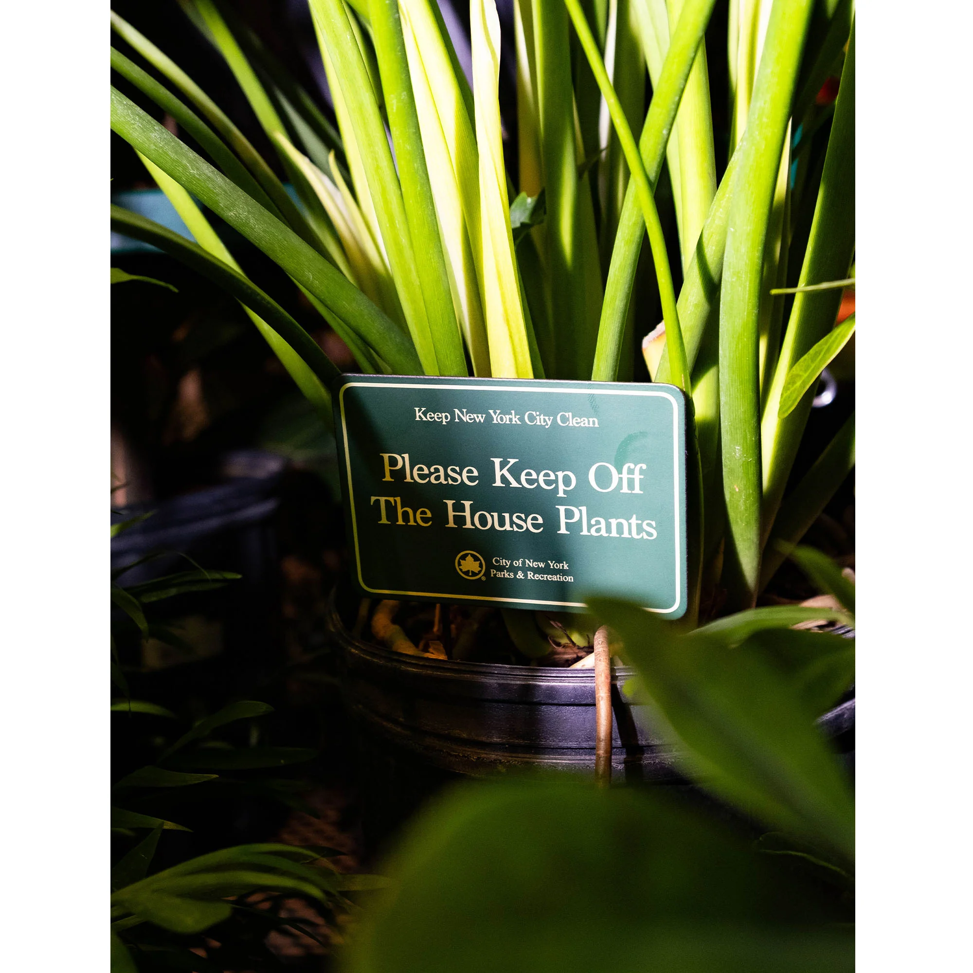 NYC Parks Mini Planter Sign - Image 6